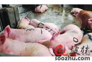 生豬屠宰加工 行業(yè)現狀、挑戰(zhàn)與數字化預警的重要性
