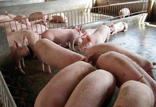廣西興賓區(qū)畜牧水產部門5人因生豬檢疫失職被立案調查